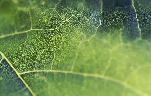 Macro, sheet, green, cells, leaf