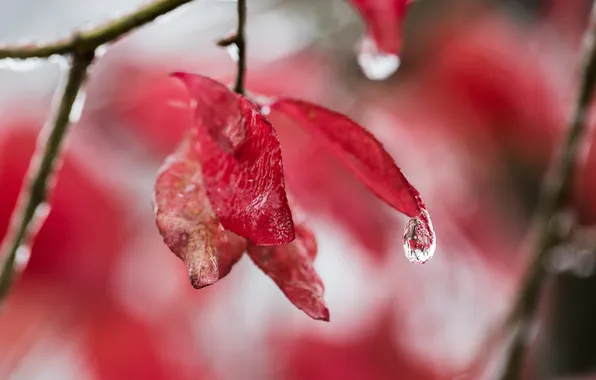 Picture leaves, drops, nature