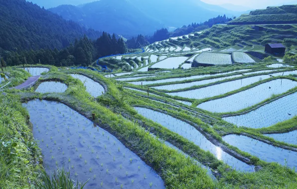 Picture trees, mountains, hills, rice fields