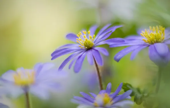 Macro, bokeh, Anemone