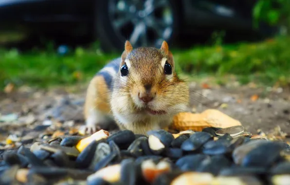 Look, Chipmunk, nuts, face, seeds, bokeh, meal