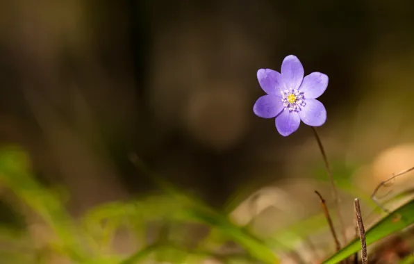 Picture forest, spring, violet