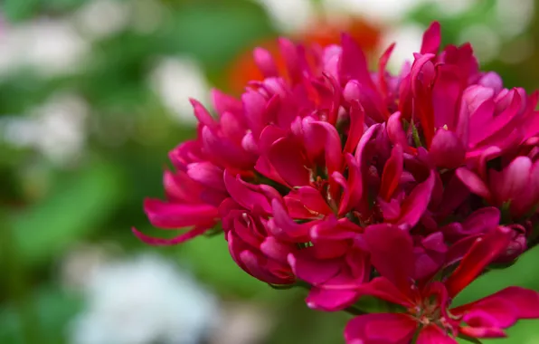 Flower, red, Wallpaper, geranium