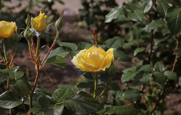 Picture summer, flowers, nature, the city, roses, flowerbed