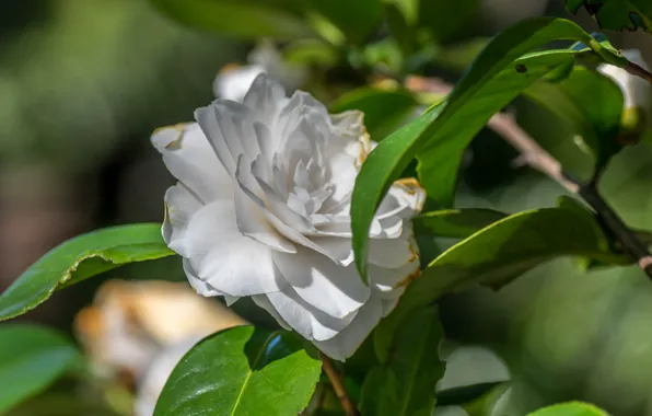 Flower, nature, Bush, flowering, Camellia