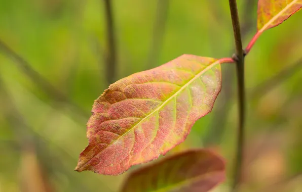 Autumn, color, leaf, fall