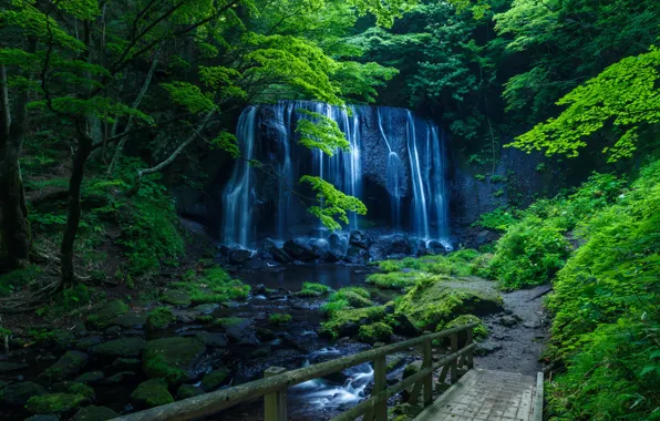 Picture greens, forest, trees, rock, stream, stones, waterfall, moss