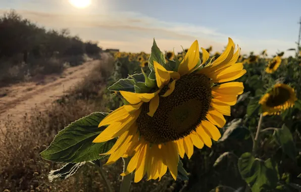 Road, field, flower, summer, the sky, the sun, clouds, light