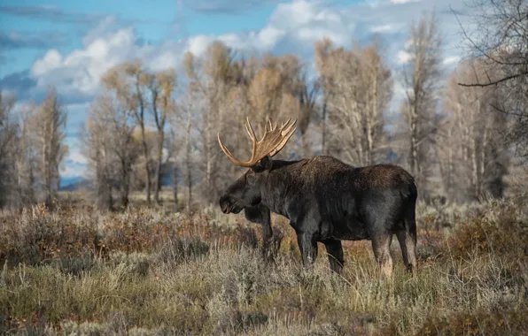 Autumn, nature, moose