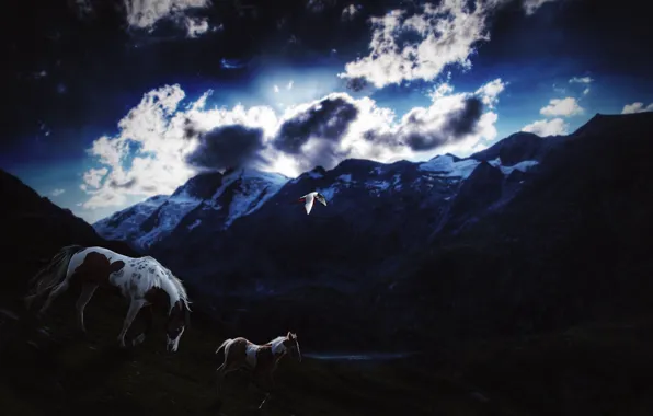 Picture the sky, stars, clouds, snow, mountains, bird, Horse, the evening