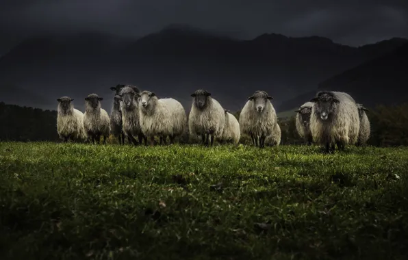 Night, nature, sheep