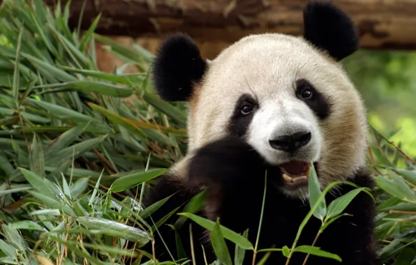Picture China, bamboo, bear, Panda