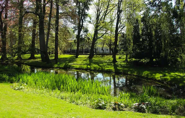 Green, trees, park, spring, pond