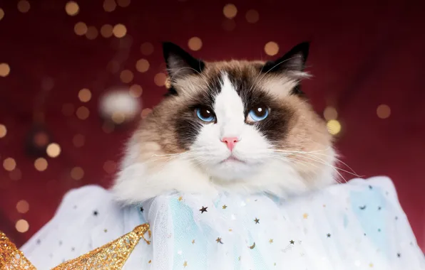 Cat, cat, look, lights, star, portrait, Christmas, New year