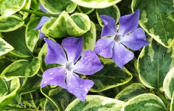 Greens, flowers, periwinkle