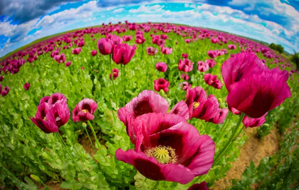 Greens, summer, the sky, clouds, flowers, blue, Maki, treatment