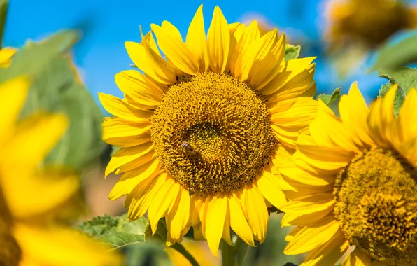 Summer, the sky, light, sunflowers, flowers, blue, yellow, petals