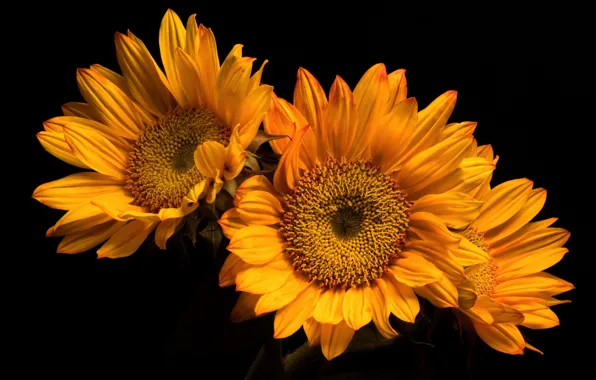 Flowers, nature, background