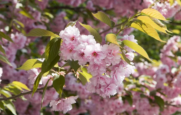Leaves, light, flowers, tree, branch, spring, garden, Sakura