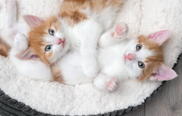 Look, cats, pose, kitty, together, Board, legs, kittens