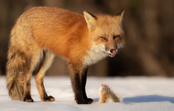 Winter, language, look, light, snow, Fox, mining, narrowed