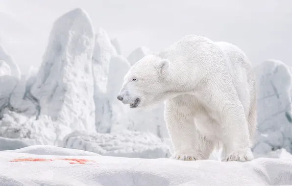 Winter, look, face, snow, nature, shore, blood, ice