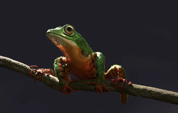 Frog, art, Alessandro Mastronardi, Amazon tree frog: tiger stripes color variation
