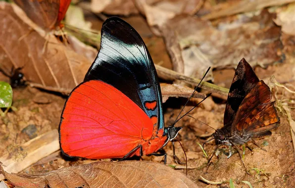 Leaves, butterfly, butterfly, black, red, bright, withered