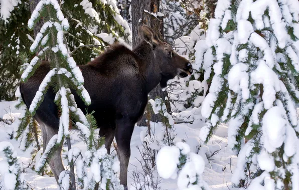 Picture winter, forest, moose