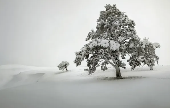 Picture field, snow, tree