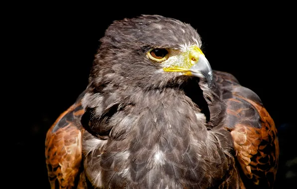 Background, bird, eagle