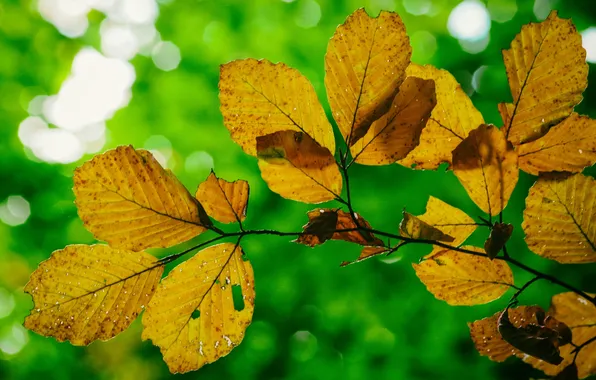 Picture autumn, leaves, macro, light, branch, Blik