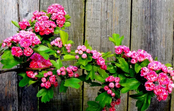 Flower, twig, blooming