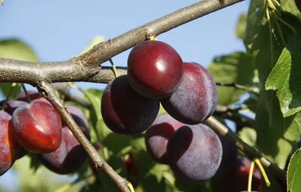 Macro, nature, background, tree, Wallpaper, garden, village, plum