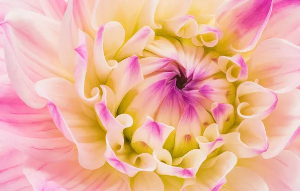 Macro, petals, dahlias