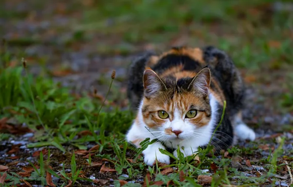 Cat, grass, look, face, leaves, nature, pose, lies