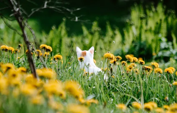 Cat, cat, flowers, glade, dandelions