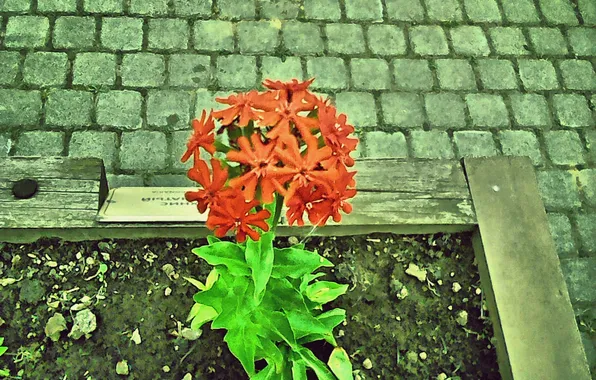 Picture flowers, Autumn 2025, crown lichen