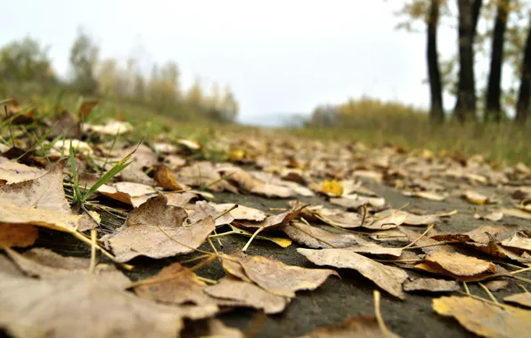 Picture road, autumn, the sky, leaves, macro, nature