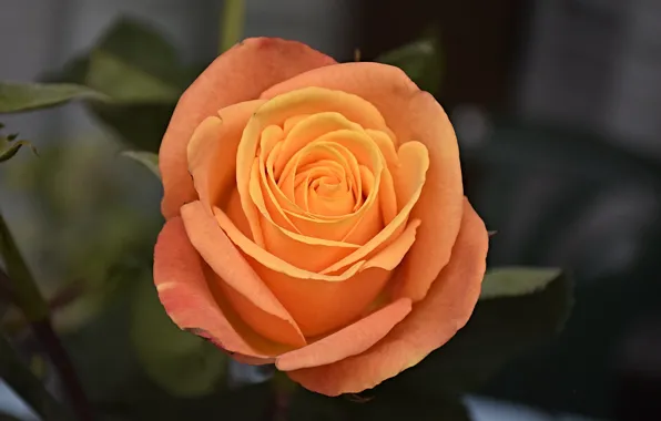 Rose, Rose, Orange rose, Orange rose