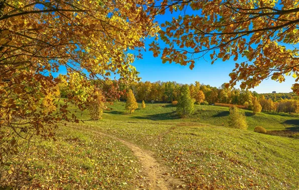 Picture autumn, the sun, trees, foliage