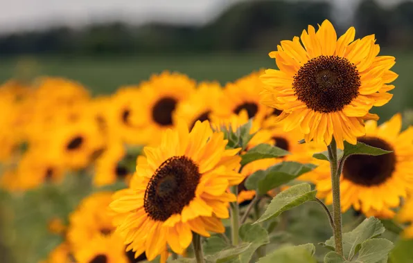 Field, sunflowers, bokeh