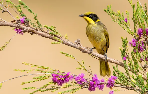 Picture flowers, branches, bird, color, tail