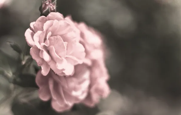 Picture macro, flowers, grey, color, roses, petals, blur, pink
