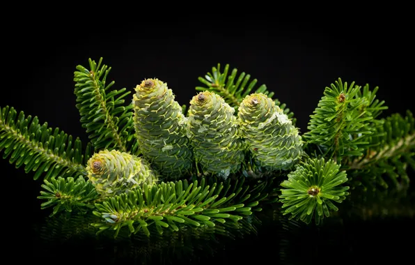 Picture macro, needles, green, bumps