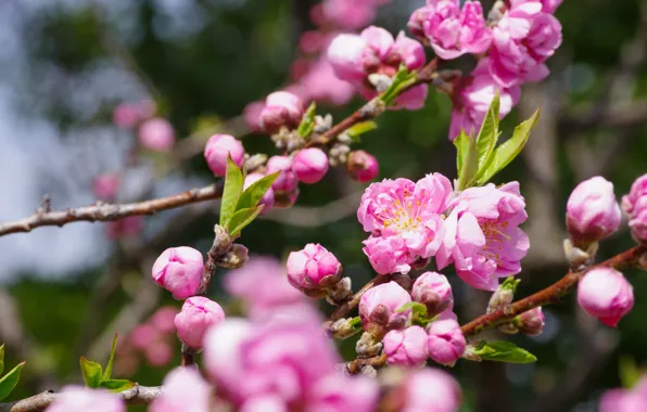 Leaves, flowers, branches, spring, Sakura, pink, buds, flowering