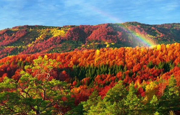 Picture autumn, forest, the sun, trees, mountains, colorful, Ukraine, gold