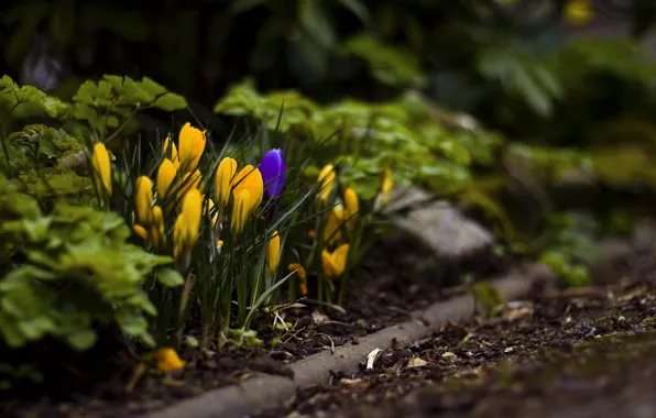 Picture grass, leaves, macro, flowers, earth, spring, crocuses