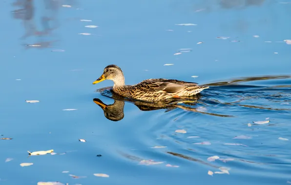 Lake, reflection, duck