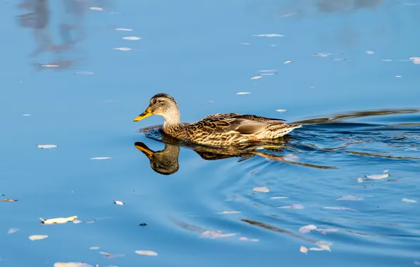 Picture lake, reflection, duck